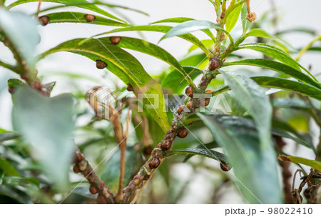 Brown scale insects living on a branch of plant. It grow beneath a wax covering which protects the insect underneath it may be a flattened oval, dome-shaped, oyster shell-shaped etc. 98022410