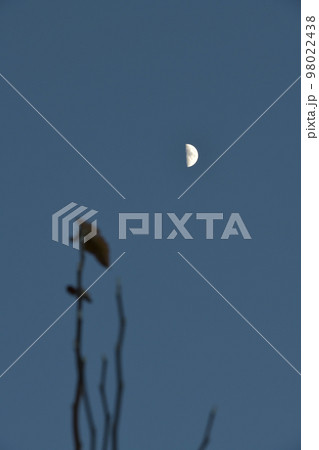 北杜市白州町、夕暮れ時、月齢6.7梢に掛かる上弦の月 98022438