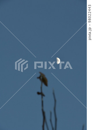 北杜市白州町、夕暮れ時、月齢6.7梢に掛かる上弦の月 98022443