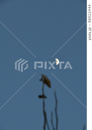 北杜市白州町、夕暮れ時、月齢6.7梢に掛かる上弦の月 98022444