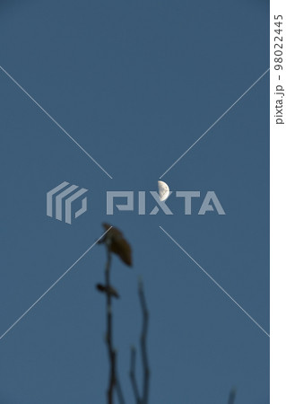 北杜市白州町、夕暮れ時、月齢6.7梢に掛かる上弦の月 98022445