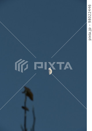 北杜市白州町、夕暮れ時、月齢6.7梢に掛かる上弦の月 98022446