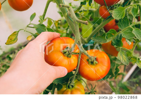 Gardening and agriculture concept. Woman farm worker hand picking fresh ripe organic tomatoes. Greenhouse produce. Vegetable food production. Tomato growing in greenhouse Gardening and agriculture concept. Woman farm worker hand picking fresh ripe organic tomatoes. Greenhouse produce. Vegetable food production. Tomato growing in greenhouse 98022868