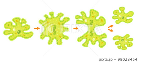 Amoeba binary fission infographic.Reproduction of simplest bacteria. Formation of unicellular organisms. Amoeba binary fission infographic.Reproduction of simplest bacteria. Formation of unicellular organisms. 98023454