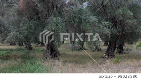 An olive grove, full of old olive trees. Old olive trees are a characteristic element of old olive groves. 98023580