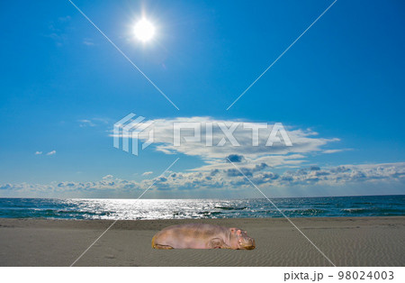 浜辺とお昼寝中のカバさん 98024003