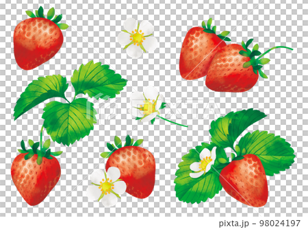 水彩風格插圖草莓花、水果和葉子 98024197