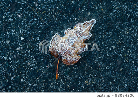 Frozen leaf of wood in frost lies on asphalt. Minimalism. Background for splash screen.. 98024306