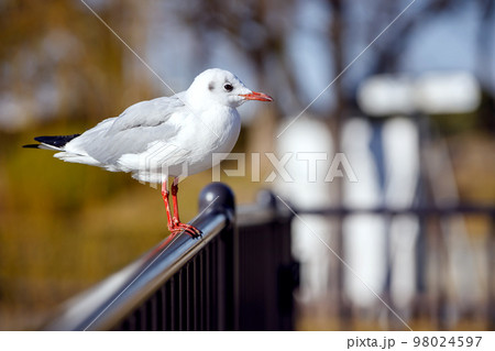大阪城公園でのカモメ 98024597
