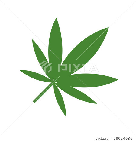 Marijuana leaf or cannabis. Hemp isolated on a white background. 98024636