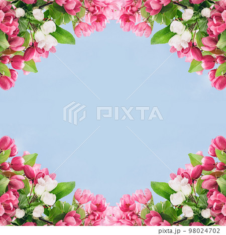 Spring blossom, garden branches of magenta blossoming red cherry full frame on blue. Pink sakura or fruit tree viva flowers, copy space border banner. Spring blossom, garden branches of magenta blossoming red cherry full frame on blue. Pink sakura or fruit tree viva flowers, copy space border banner. 98024702