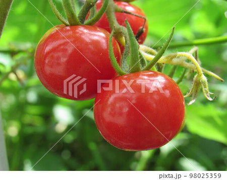 トマト 98025359