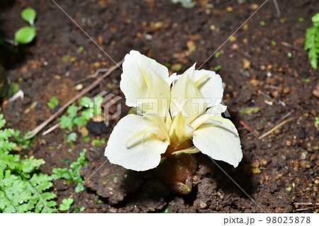 ミョウガの花 98025878