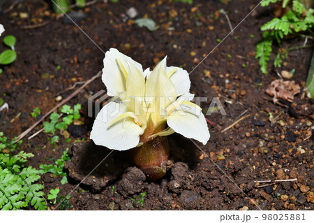 ミョウガの花 98025881