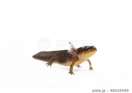 アカハライモリ幼生 98026499