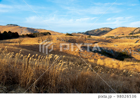 平尾台の青空と黄金に染った草原の景色 平尾台の青空と黄金に染った草原の景色 98026536