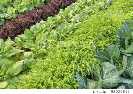葉物野菜の畑(水菜、青梗菜、キャベツ、レタス) 葉物野菜の畑(水菜、青梗菜、キャベツ、レタス) 98026815