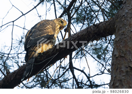 Juvenile northern goshawk (Accipiter gentilis) in a pine tree 98026830