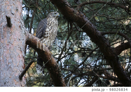 Juvenile northern goshawk (Accipiter gentilis) in a pine tree 98026834