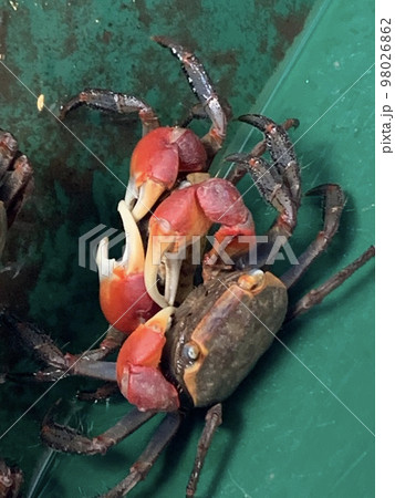 かに、蟹、カニ 98026862