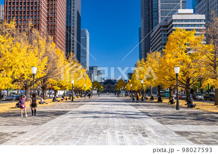 《東京都》秋の東京丸の内・色づくイチョウの行幸通り 《東京都》秋の東京丸の内・色づくイチョウの行幸通り 98027593