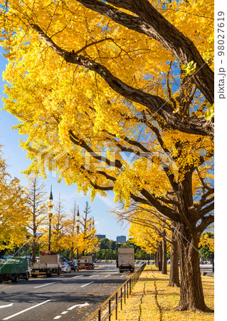 《東京都》秋の東京丸の内・色づくイチョウの行幸通り 《東京都》秋の東京丸の内・色づくイチョウの行幸通り 98027619