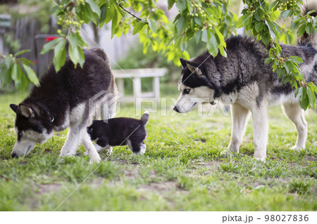 Happy family of siberian husky dog play on green grass in backyard outdoor Happy family of siberian husky dog play on green grass in backyard outdoor 98027836