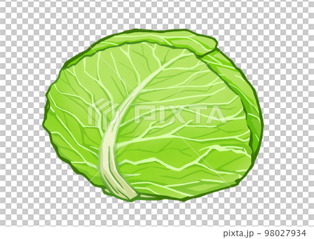 白菜的插圖 白菜的插圖 98027934