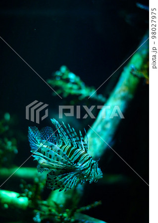 Underwater world. Lionfish fish in an aquarium Underwater world. Lionfish fish in an aquarium 98027975