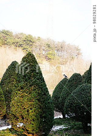 縦 アジア 韓国 98029281