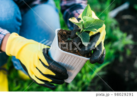Hand of woman gardener in gloves holds seedling of small apple tree in her hands preparing to plant it in the ground. Tree planting concept 98029291