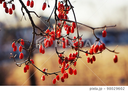 横 アジア 韓国 98029602