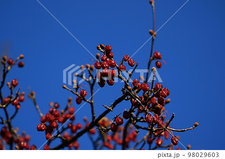 横 アジア 韓国 98029603