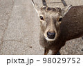 カメラ目線の鹿 98029752