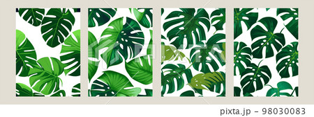 green monstera as a pattern on a white background. exotic pattern with tropical leaves. Vector illustration. set of square posters 98030083
