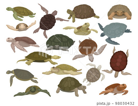Set of sea turtles. Sea or ocean swimming tortoises cartoon vector 98030432