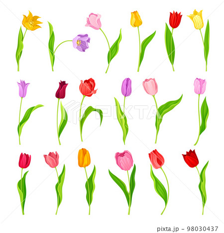 Colorful Tulip Flowers on Green Stalk with Leaf Big Vector Set Colorful Tulip Flowers on Green Stalk with Leaf Big Vector Set 98030437