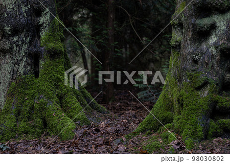 Roots of tree with green moss in autumn forest 98030802