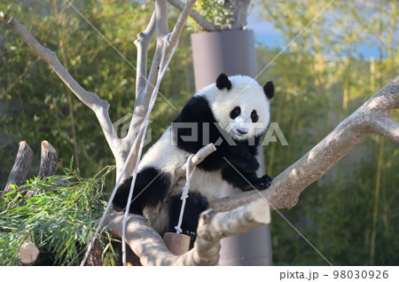 木に登って遊ぶ桃浜 98030926