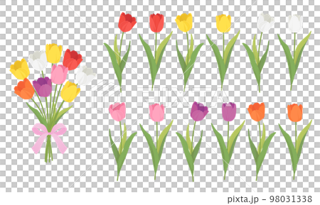 チューリップのセット チューリップのセット 98031338