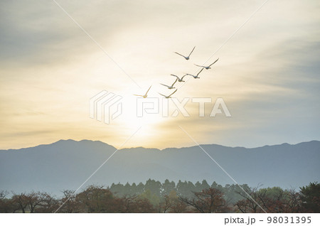 新潟　飛翔するハクチョウ 98031395