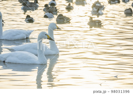 新潟　瓢湖の白鳥 98031396