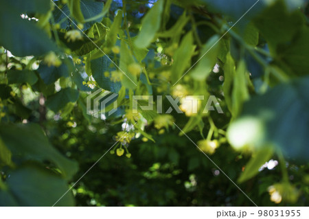 Tilia, linden tree, basswood or lime tree with unblown blossom. Tilia tree is going to bloom. A bee gathers lime-colored honey 98031955