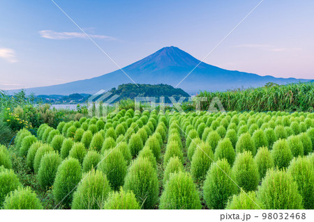 （山梨県）まるまるモフモフ ・緑のコキアと富士山 98032468