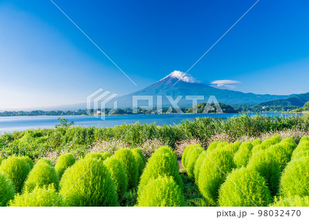 （山梨県）まるまるモフモフ ・緑のコキアと富士山 98032470