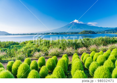 (山梨県)まるまるモフモフ ・緑のコキアと富士山 (山梨県)まるまるモフモフ ・緑のコキアと富士山 98032471
