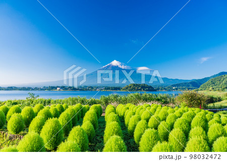 （山梨県）まるまるモフモフ ・緑のコキアと富士山 98032472
