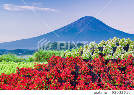 （山梨県）大石公園のベゴニアとコキア　富士山 98032616