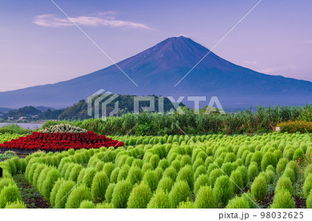 （山梨県）まるまるモフモフ ・緑のコキアと富士山 98032625