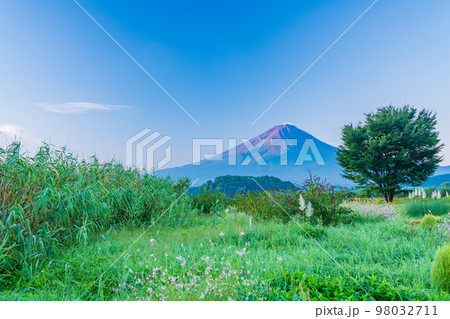 （山梨県）夏の大石公園から見る富士山 98032711